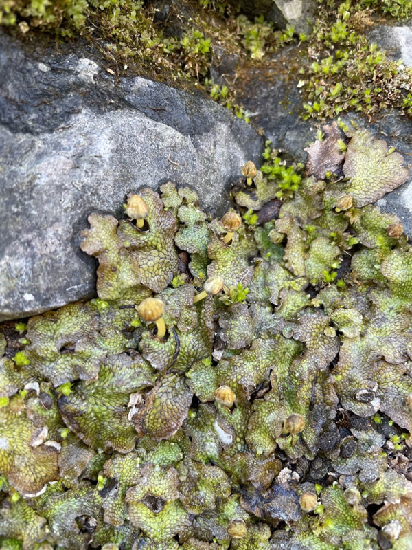 Conocephalum salebrosum